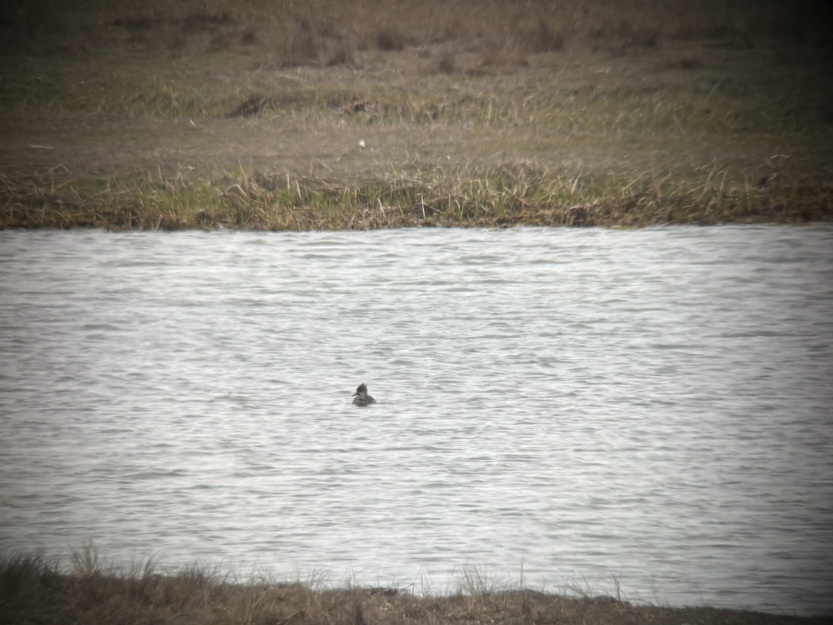 Hooded Merganser - ML659719353
