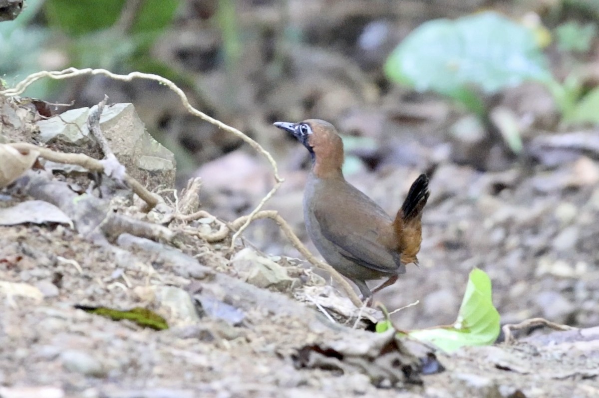 Black-faced Antthrush - ML659719355