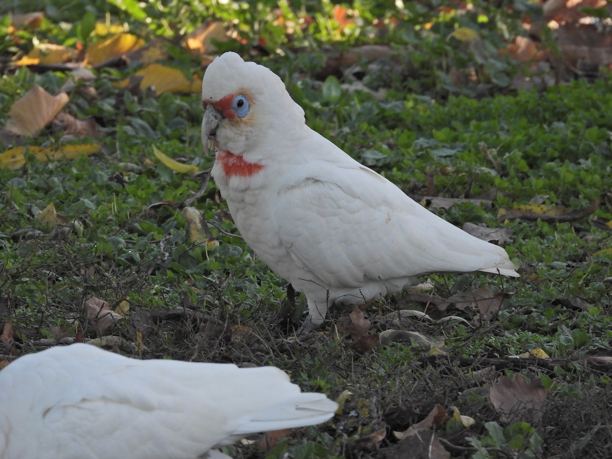 Long-billed Corella - ML659719356
