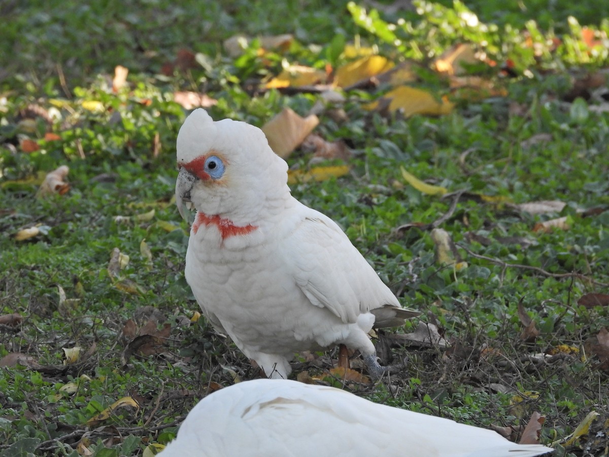 Long-billed Corella - ML659719359