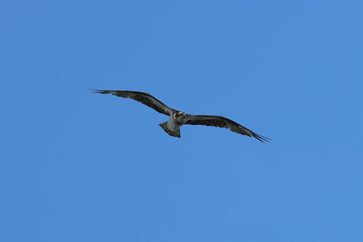魚鷹 - ML659719360