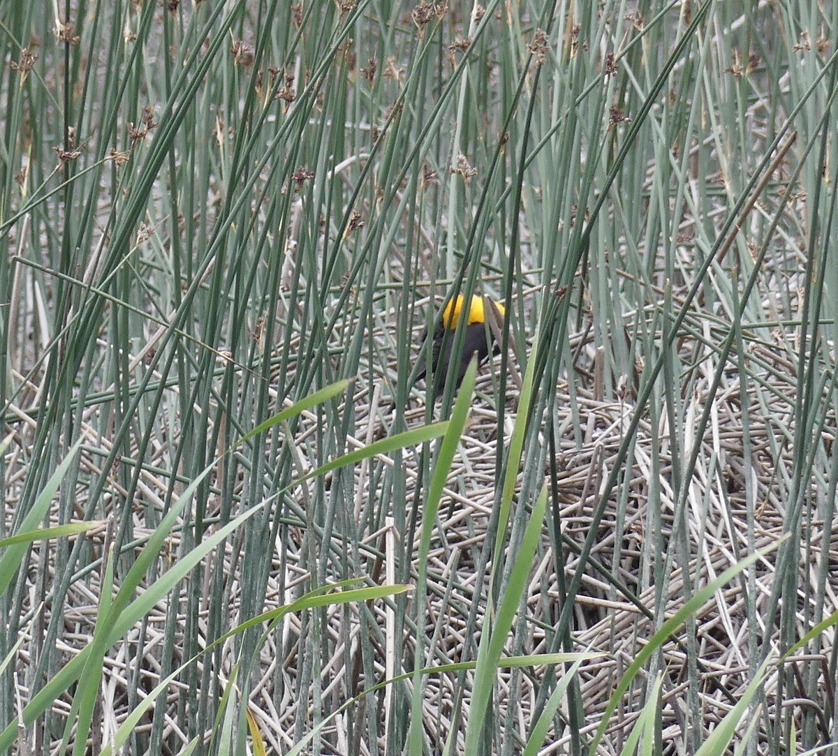 Yellow-headed Blackbird - ML659719362