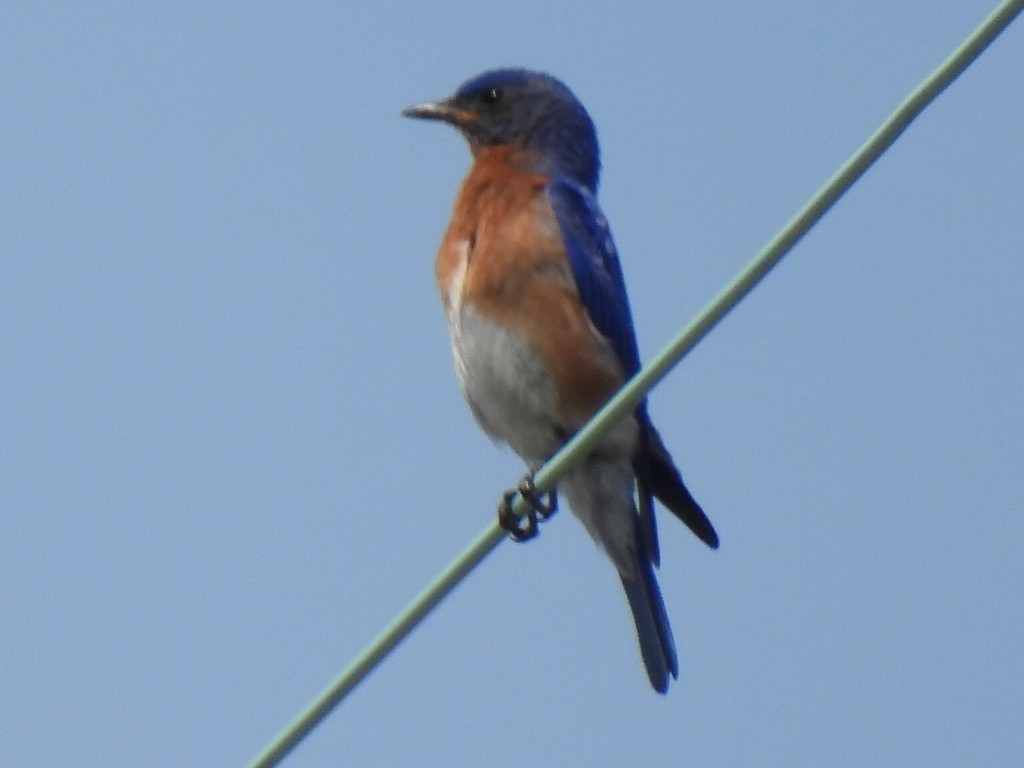 Eastern Bluebird - ML659719363