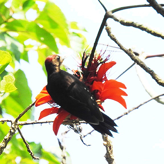 Okinawa Woodpecker - ML659719364