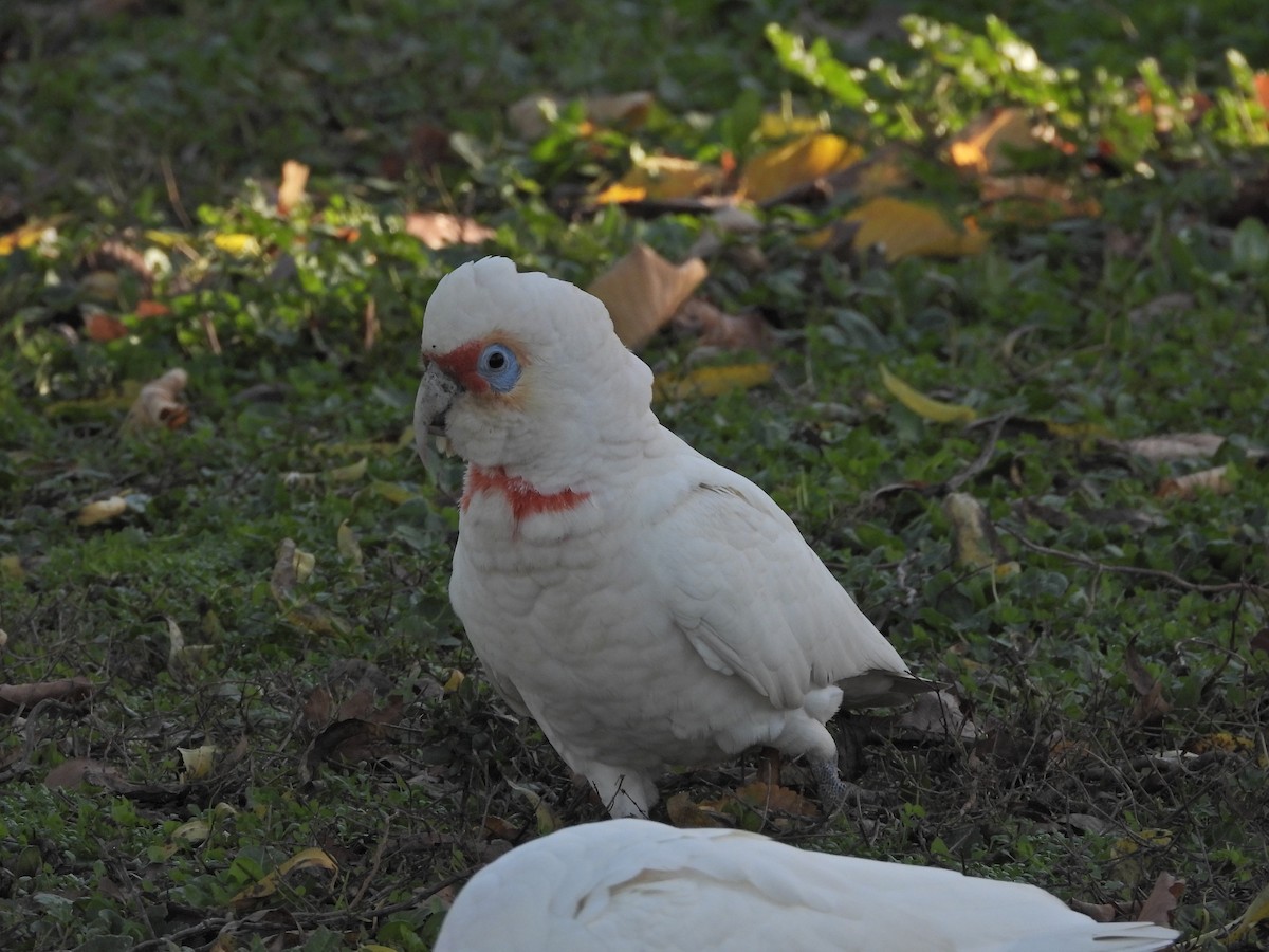 Long-billed Corella - ML659719365