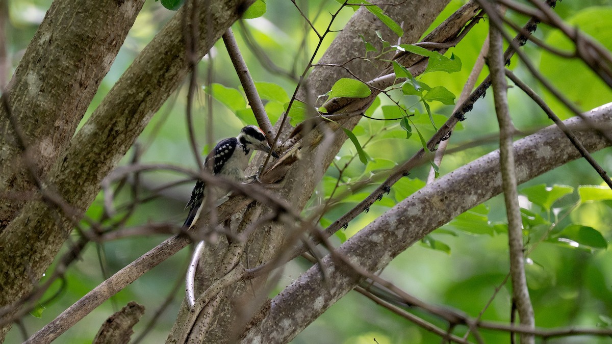 Hairy Woodpecker - ML659719366