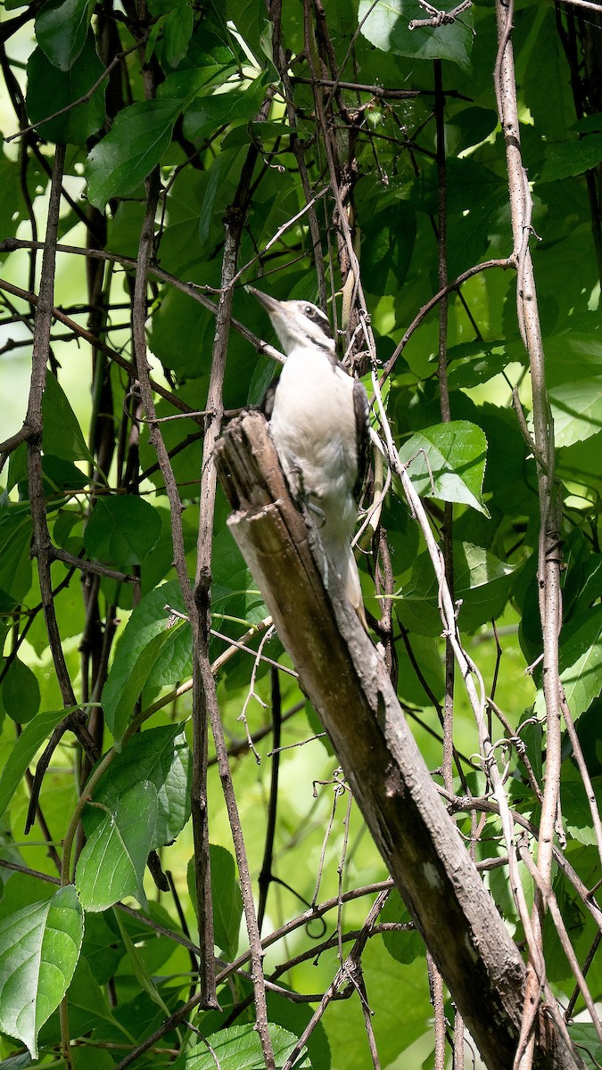 Hairy Woodpecker - ML659719367