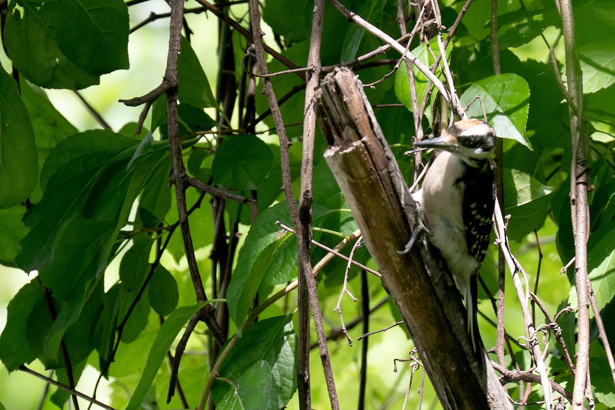 Hairy Woodpecker - ML659719369