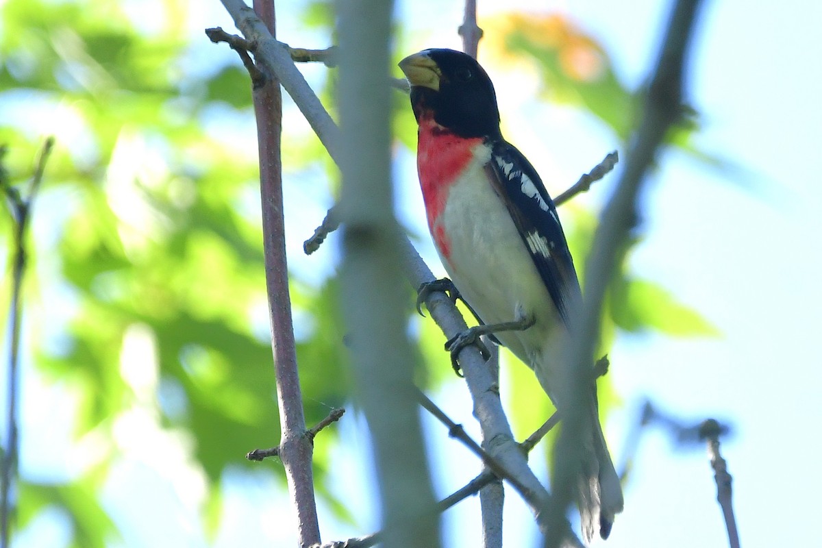 Rose-breasted Grosbeak - ML659719370