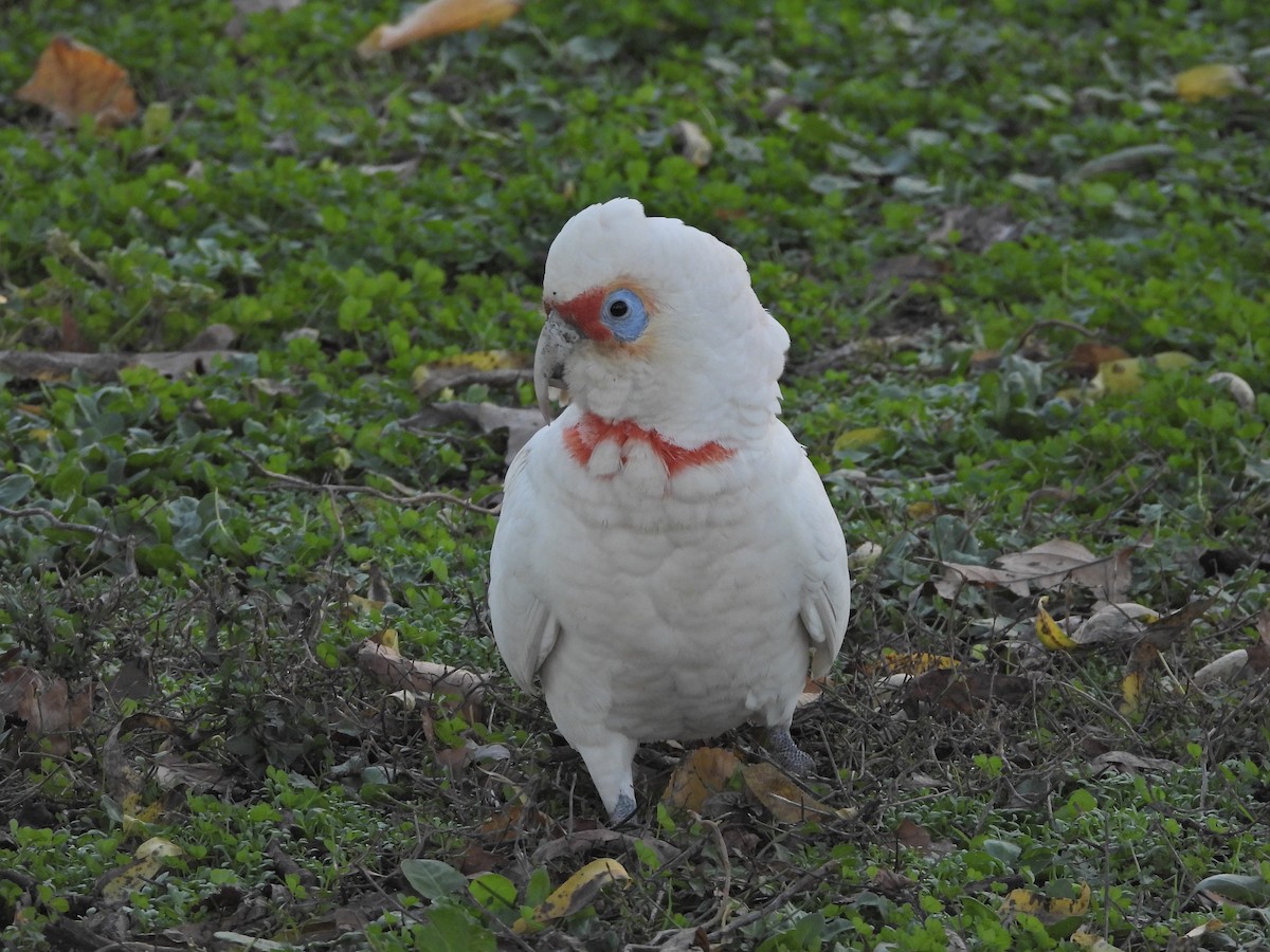 Long-billed Corella - ML659719371