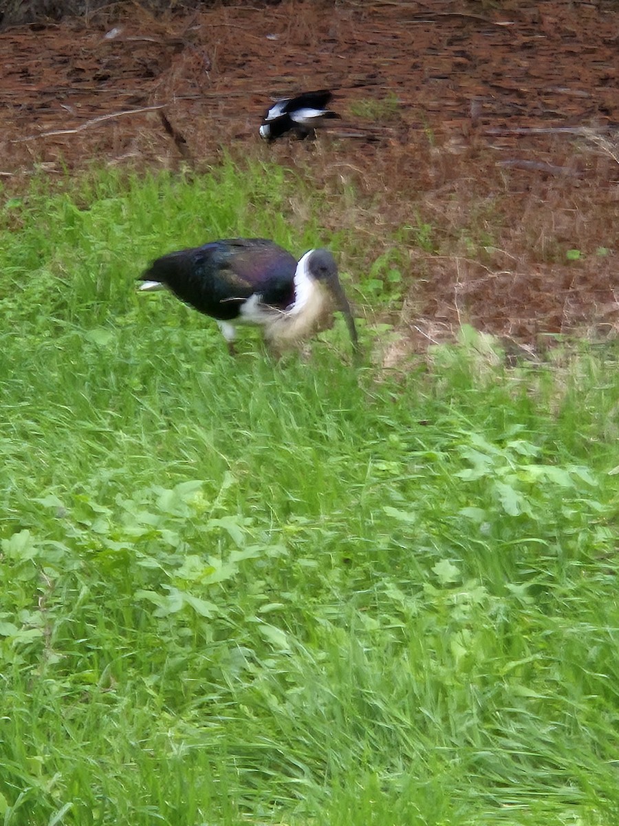 Straw-necked Ibis - ML659719372