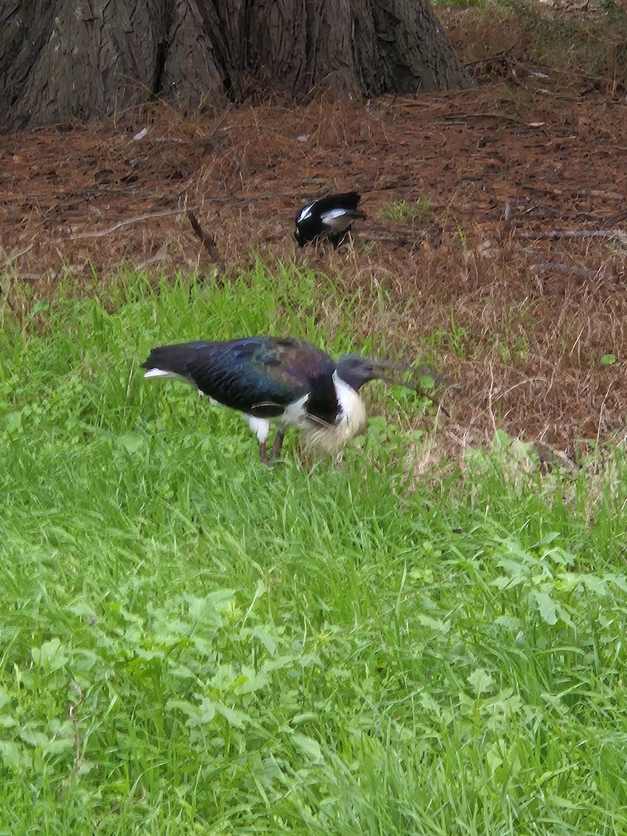 Straw-necked Ibis - ML659719373