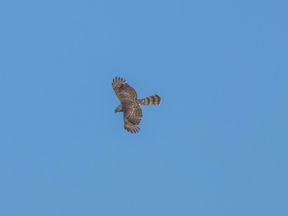 Cooper's Hawk - ML659719378