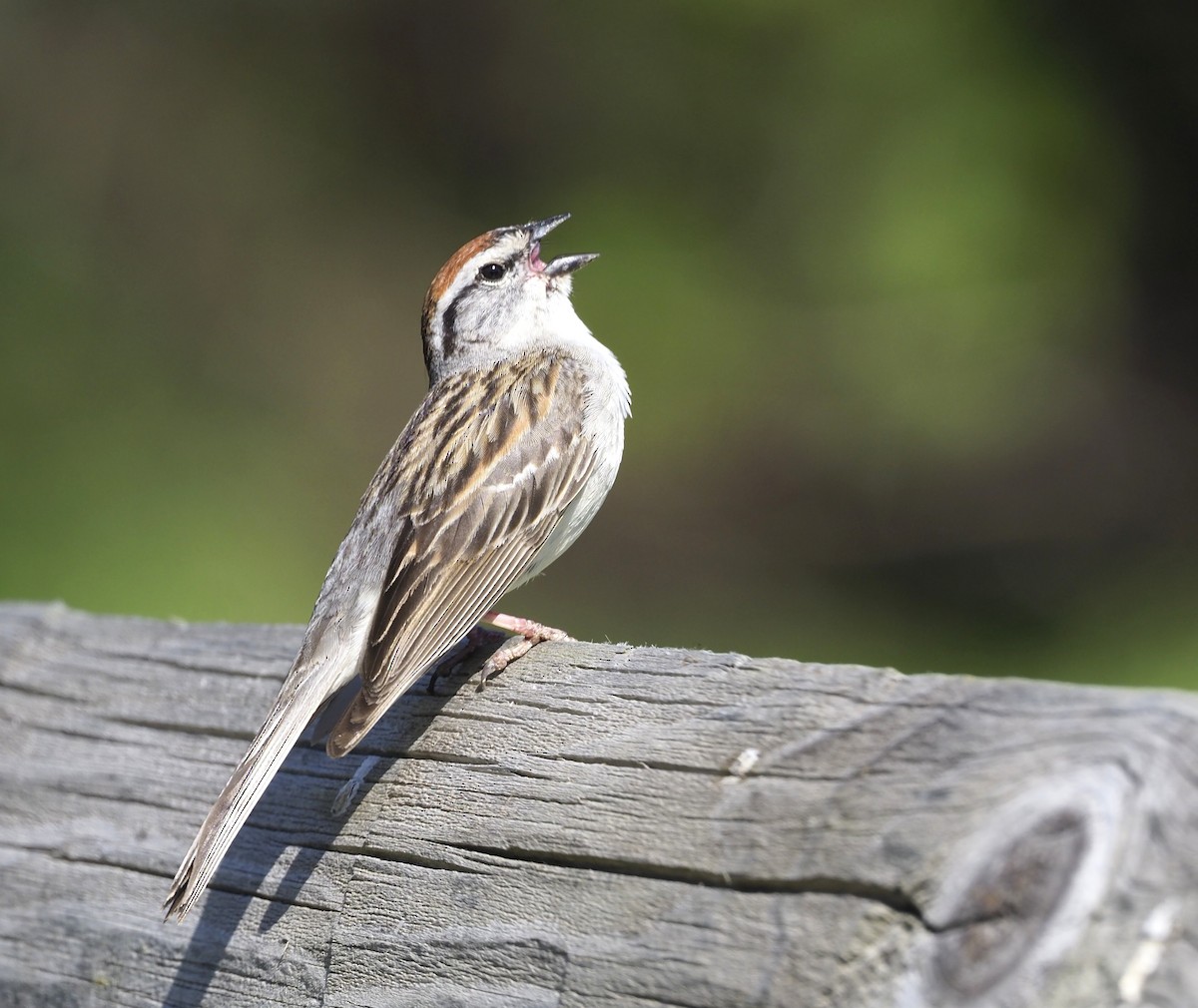 Chipping Sparrow - ML659719380