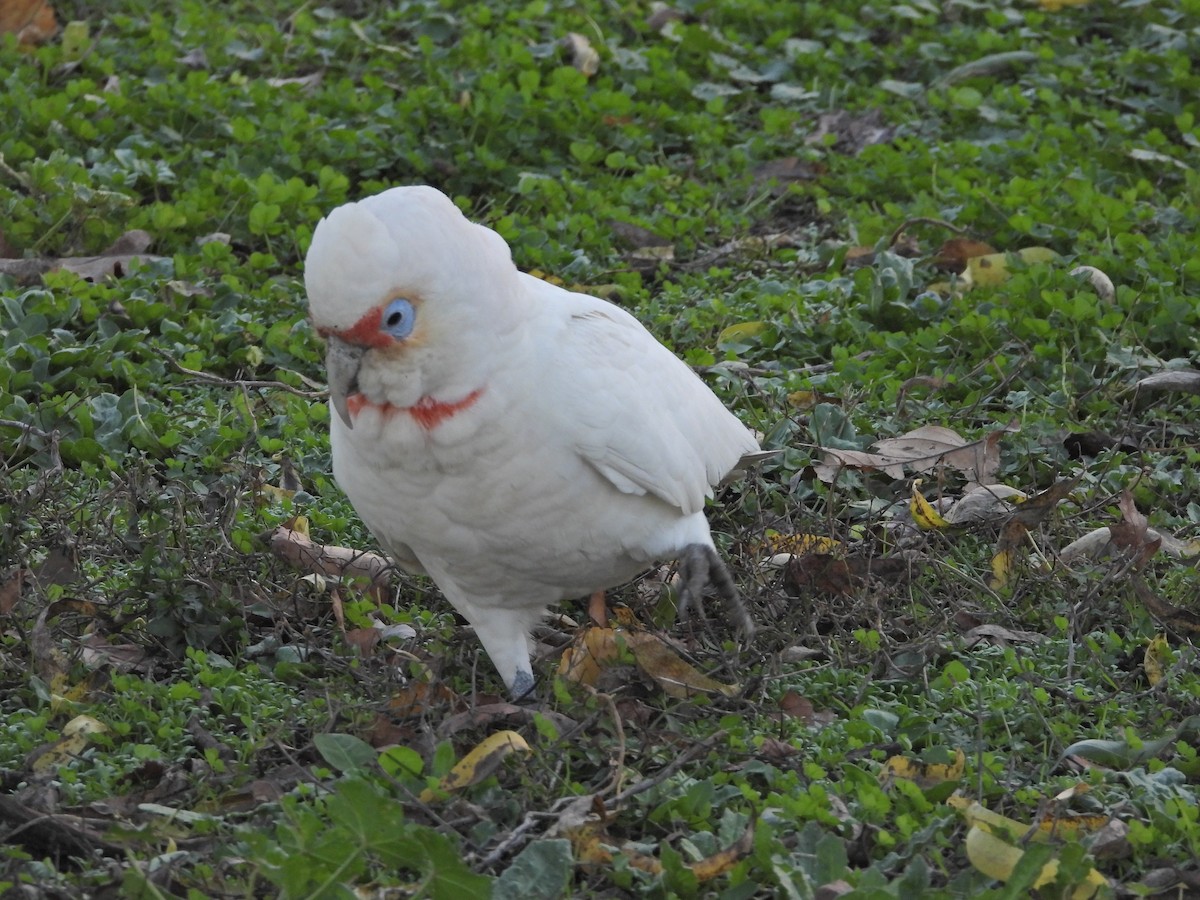 Long-billed Corella - ML659719381