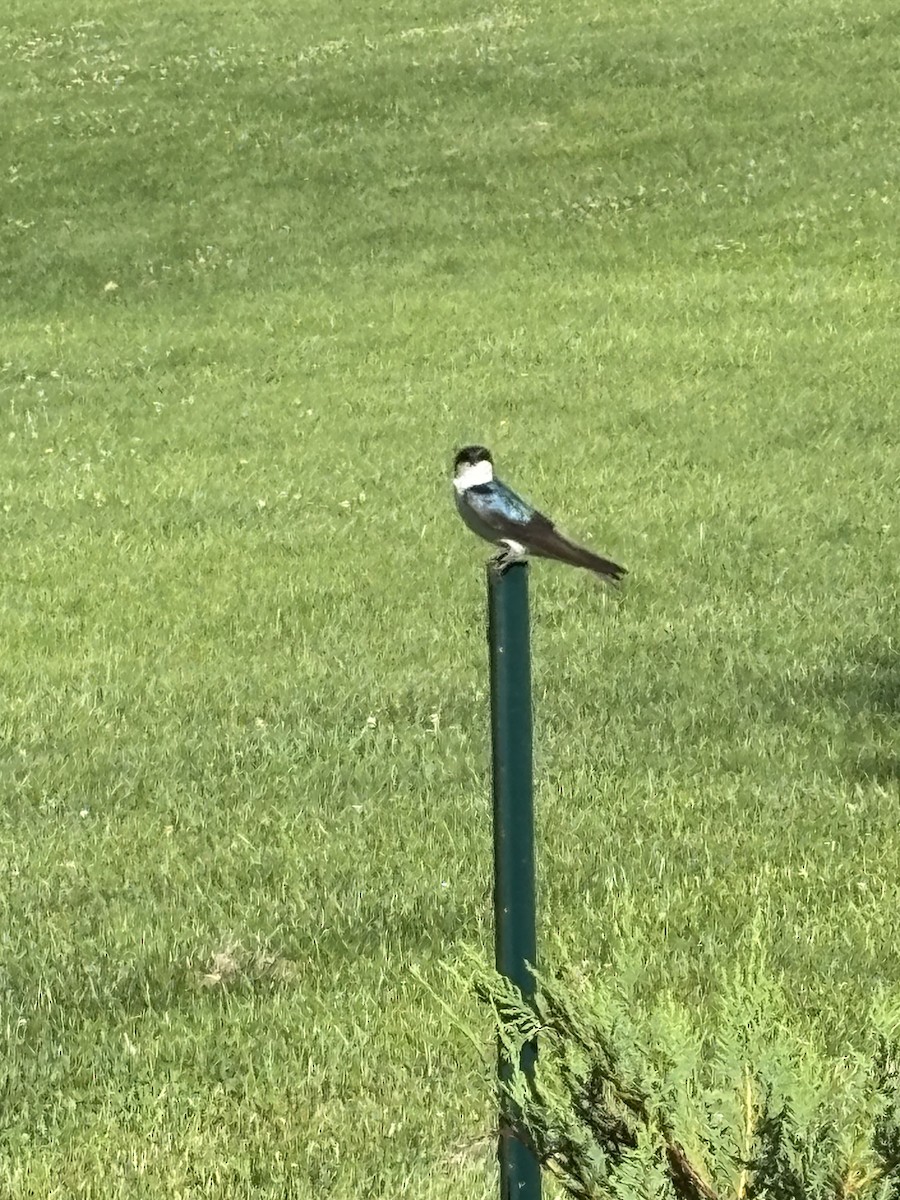 Tree Swallow - ML659719382