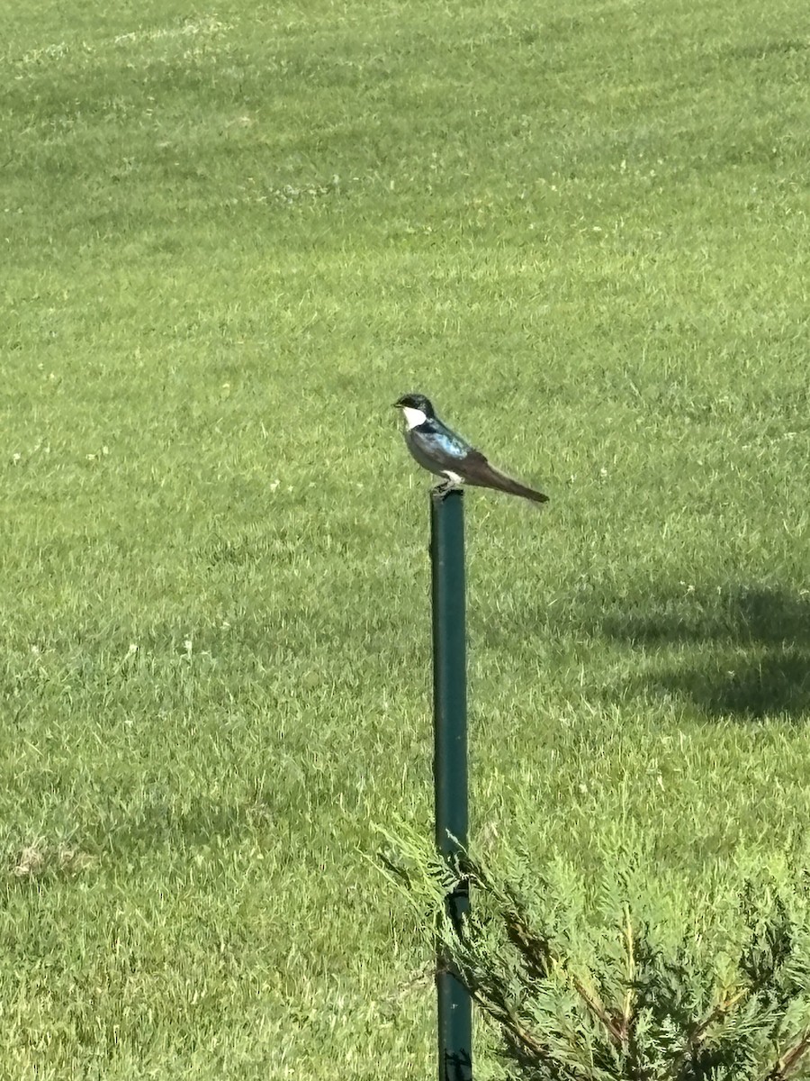 Tree Swallow - ML659719383