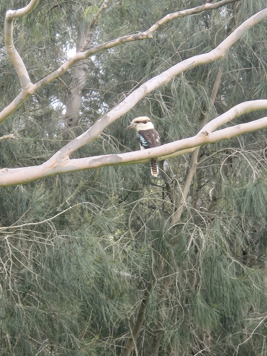 Laughing Kookaburra - ML659719384