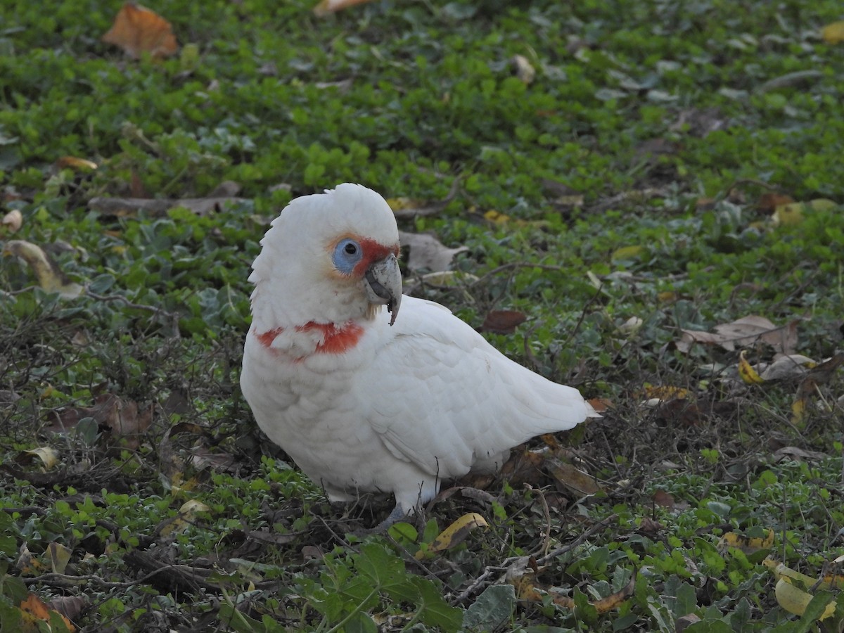 Long-billed Corella - ML659719385