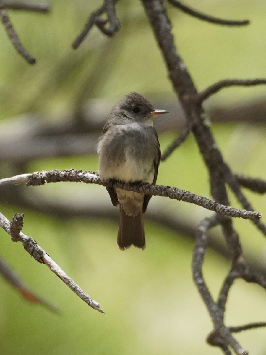 Western Wood-Pewee - ML659719386