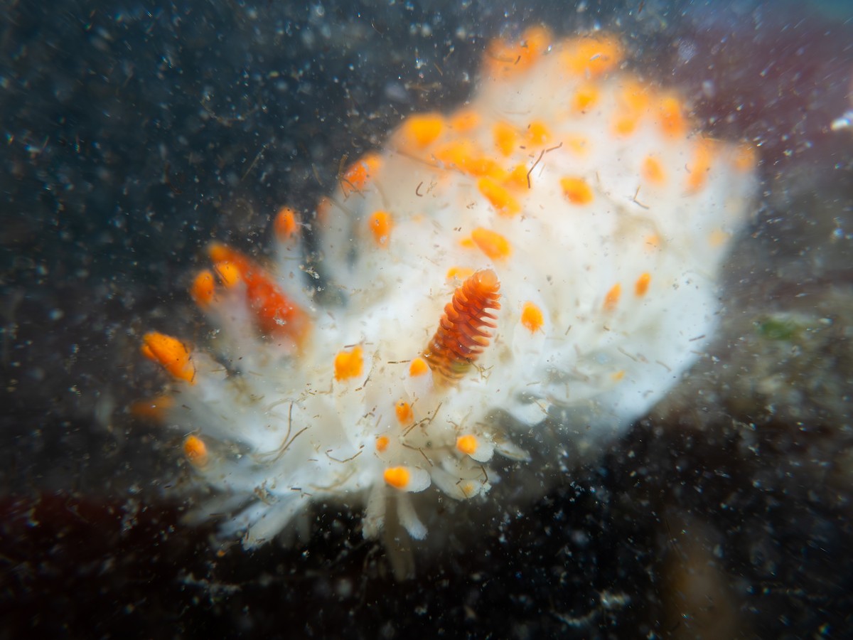 Cockerell's Dorid - ML659719793