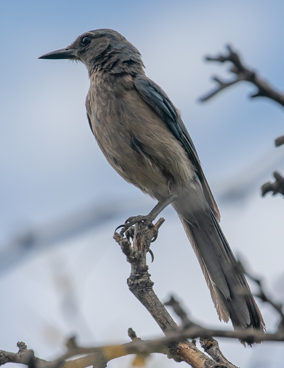Woodhouse's Scrub-Jay - ML659719923