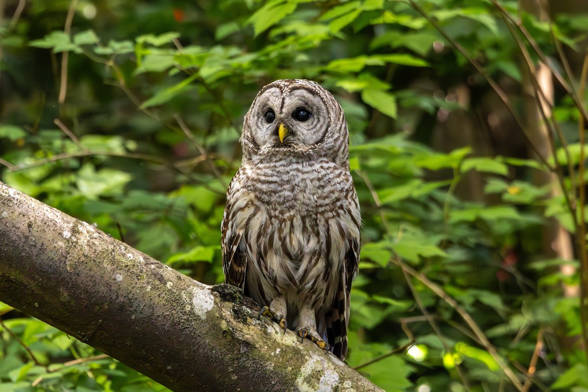 Barred Owl - ML659719998