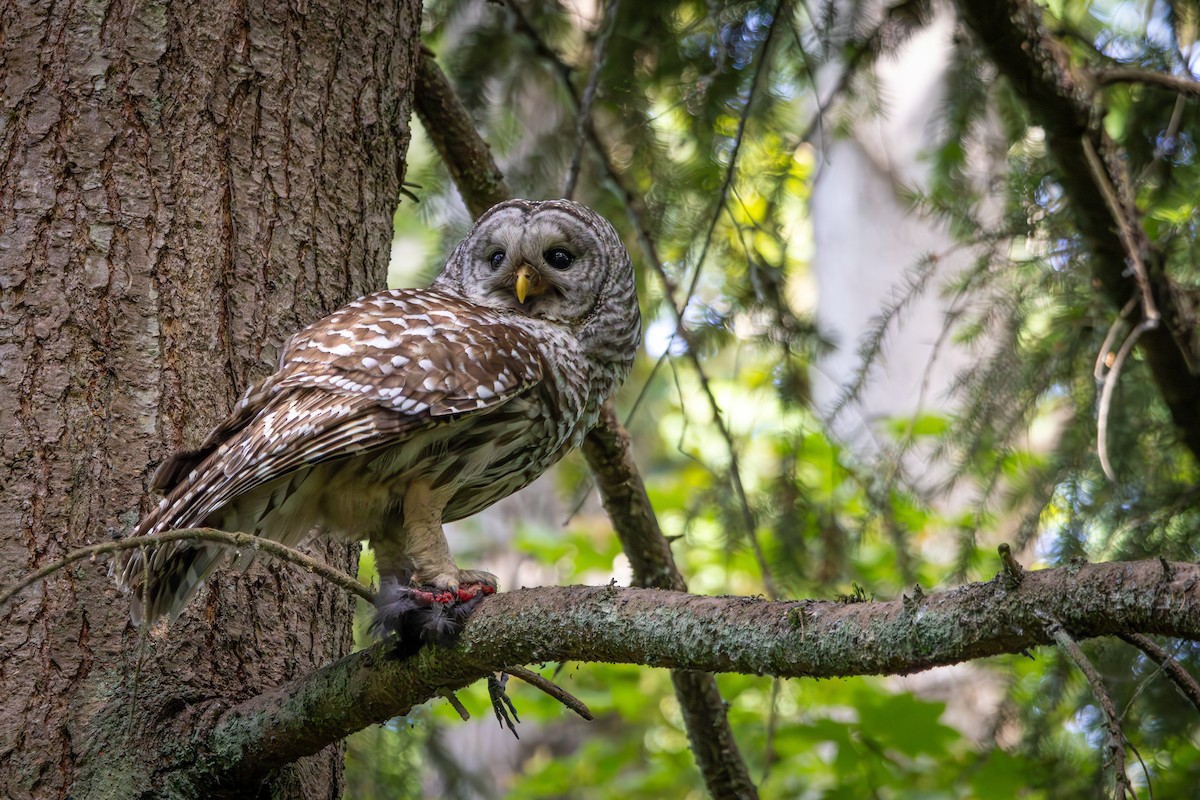 Barred Owl - ML659719999