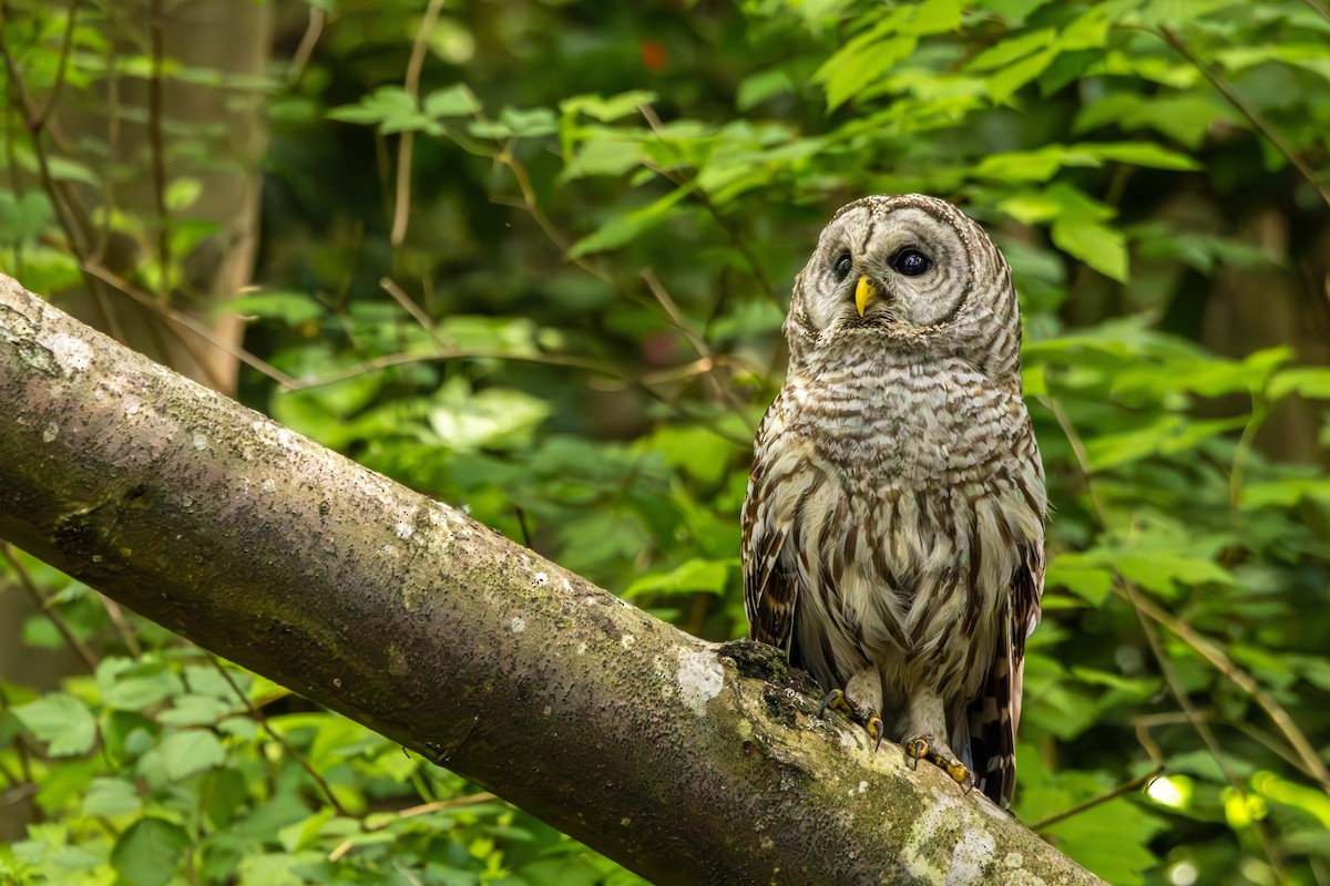 Barred Owl - ML659720000