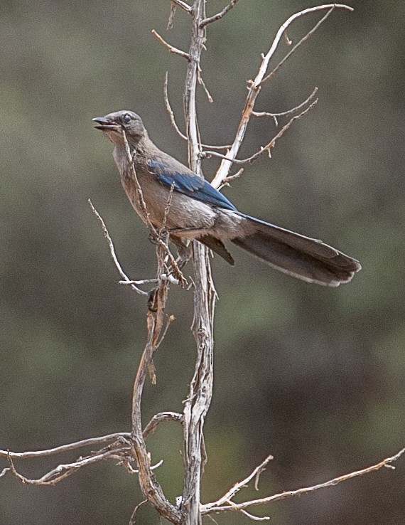 Woodhouse's Scrub-Jay - ML659720062