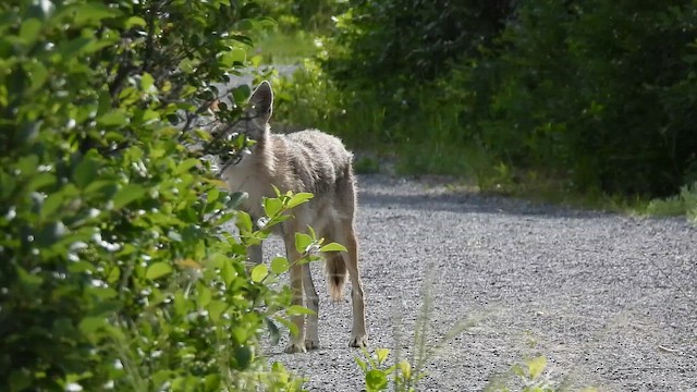 Tiere - ML659722764