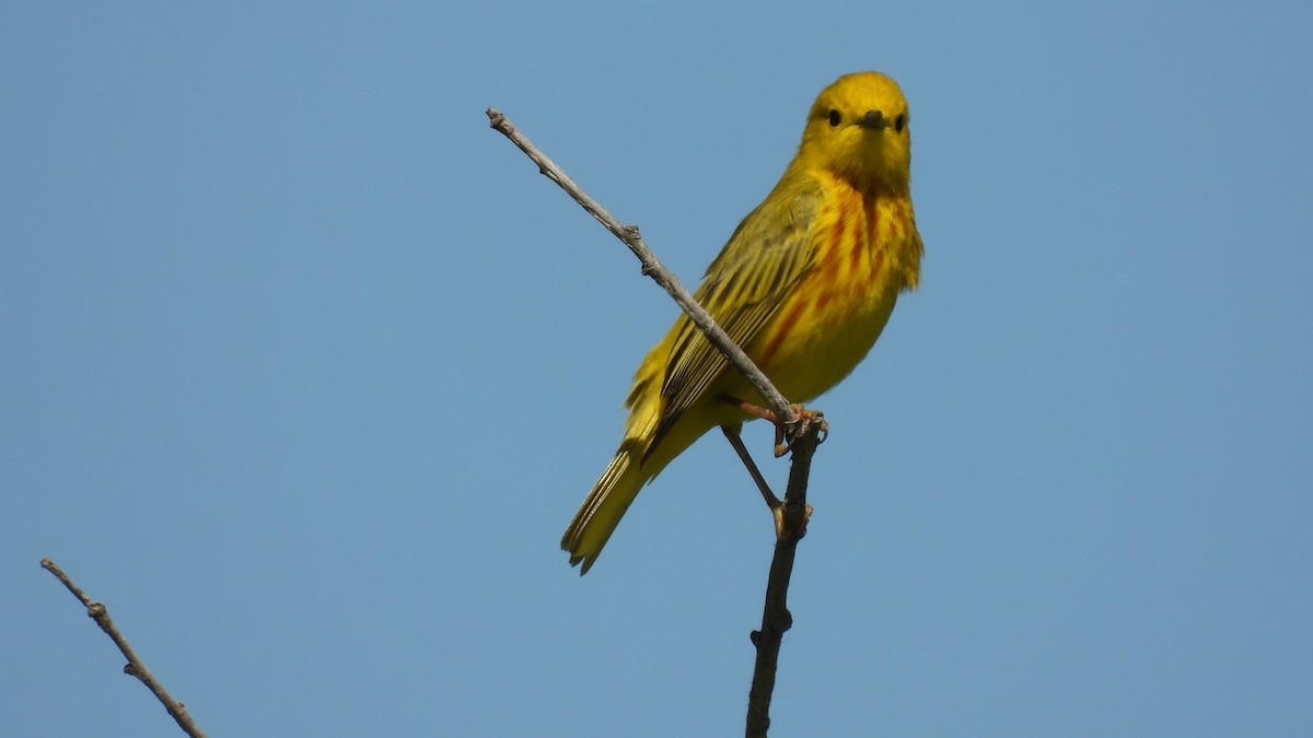 Northern Yellow Warbler - ML659722807