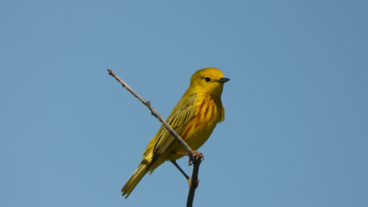Northern Yellow Warbler - ML659722808