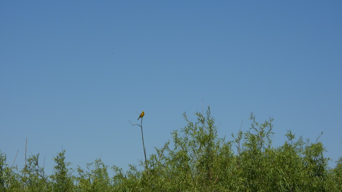 Northern Yellow Warbler - ML659722809