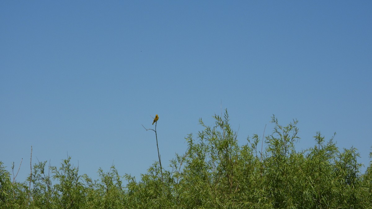 Northern Yellow Warbler - ML659722810