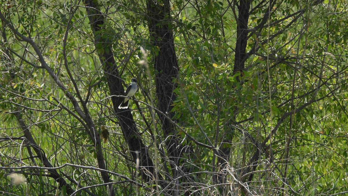 Northern Yellow Warbler - ML659722812