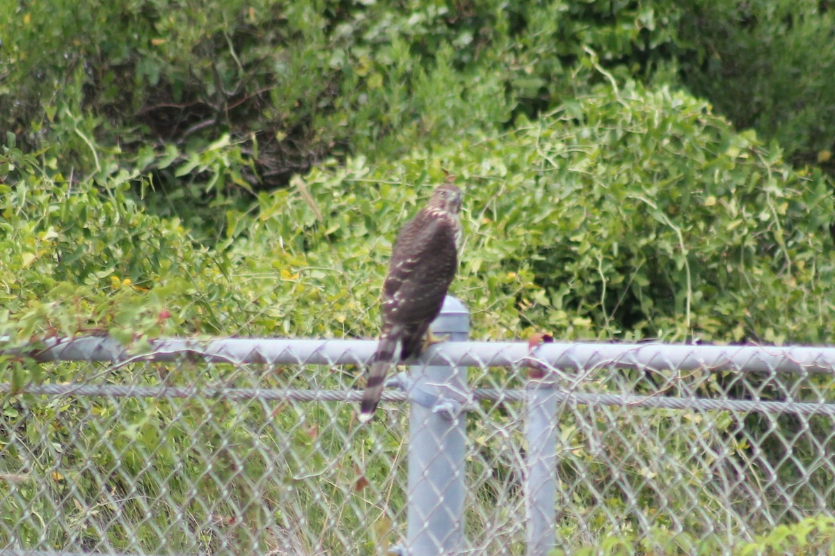 Cooper's Hawk - ML65972301