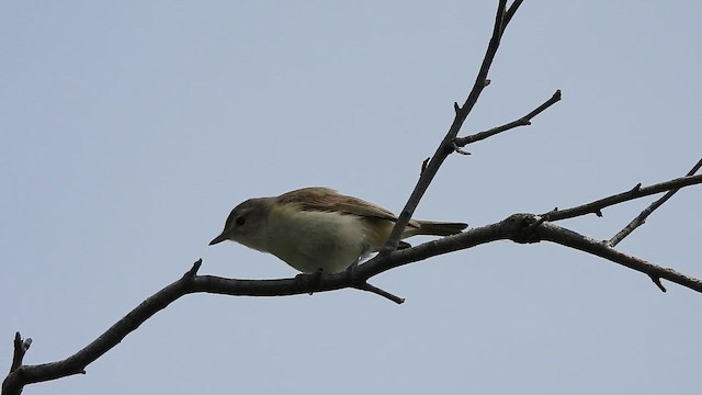 Sängervireo - ML659723073