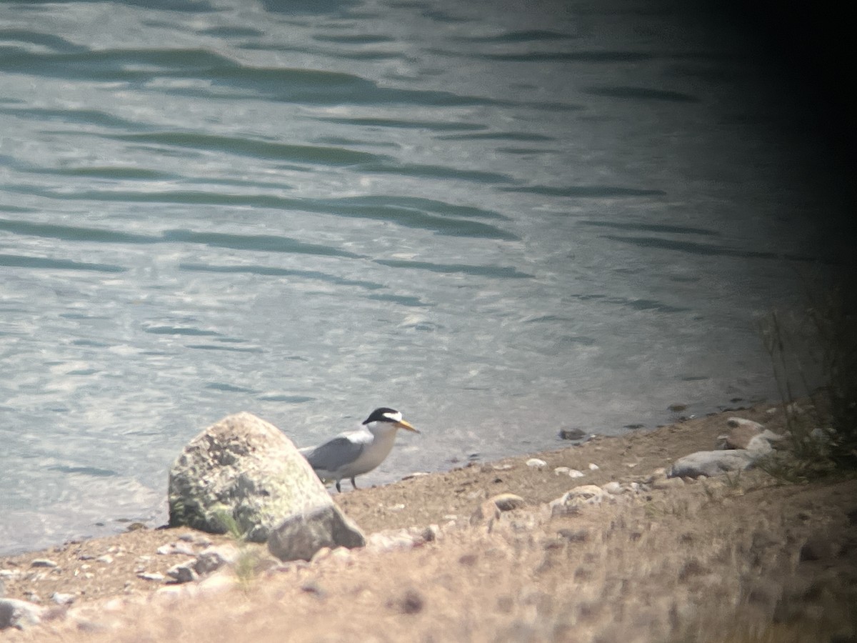 Least Tern - ML659723480