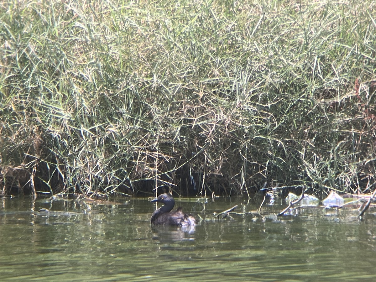 Least Grebe - ML659723484