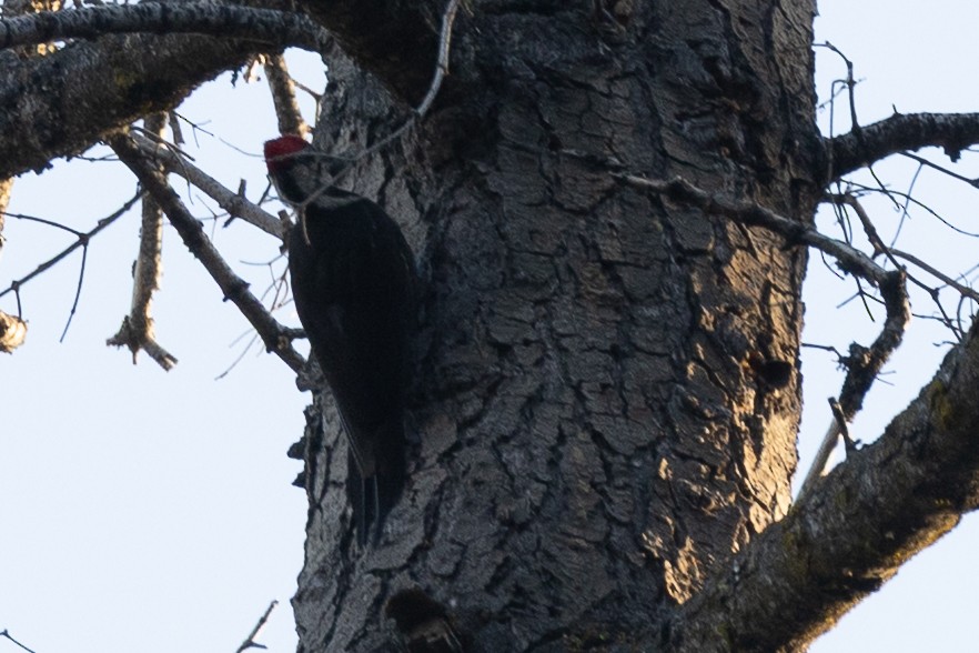 Pileated Woodpecker - ML659724032