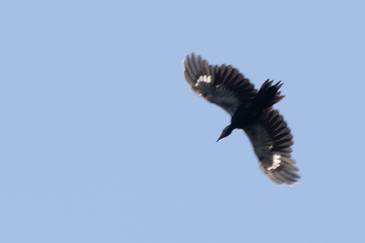 Pileated Woodpecker - ML659724033