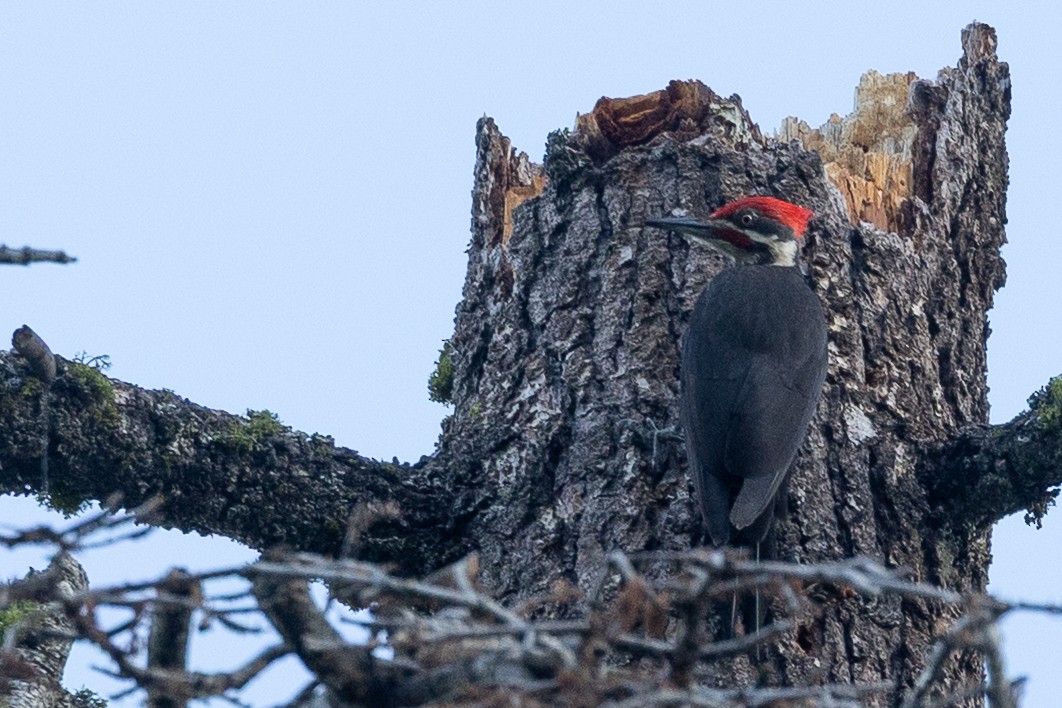 Pileated Woodpecker - ML659724034
