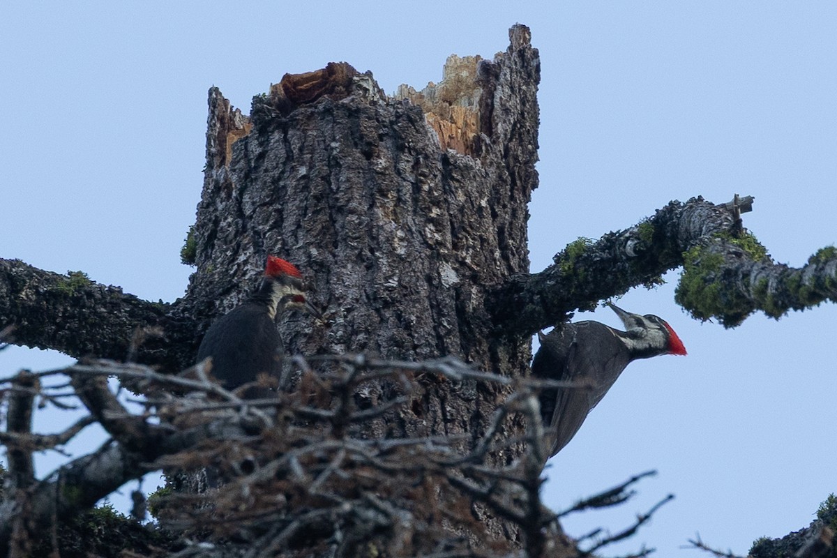 Pileated Woodpecker - ML659724035