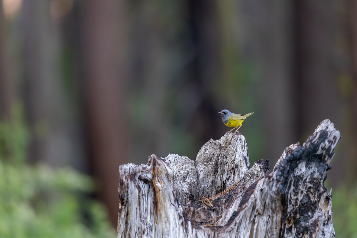MacGillivray's Warbler - ML659724054