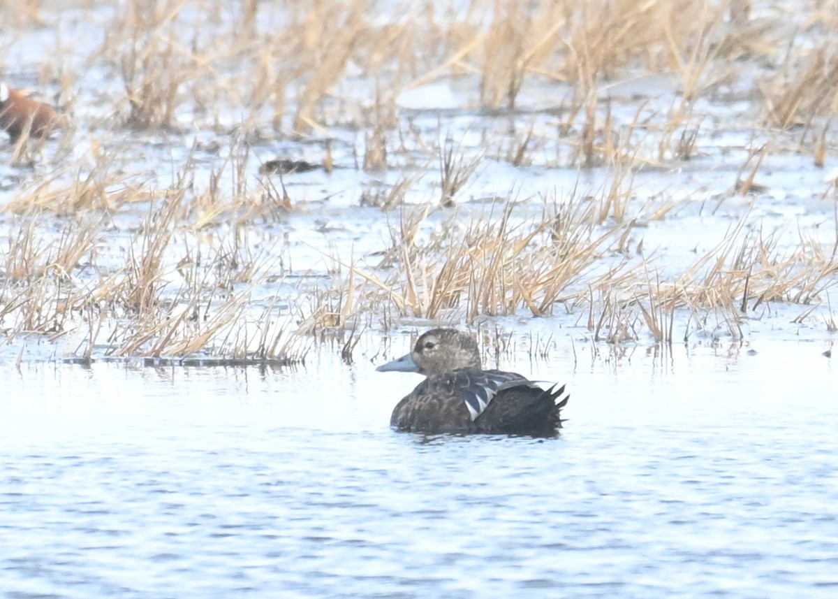 Steller's Eider - ML659724055