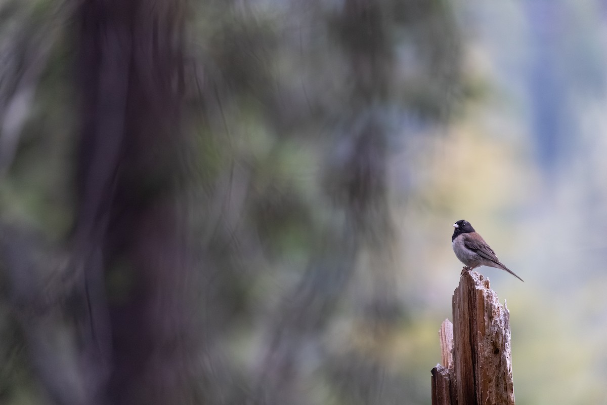 Dark-eyed Junco (Oregon) - ML659724083