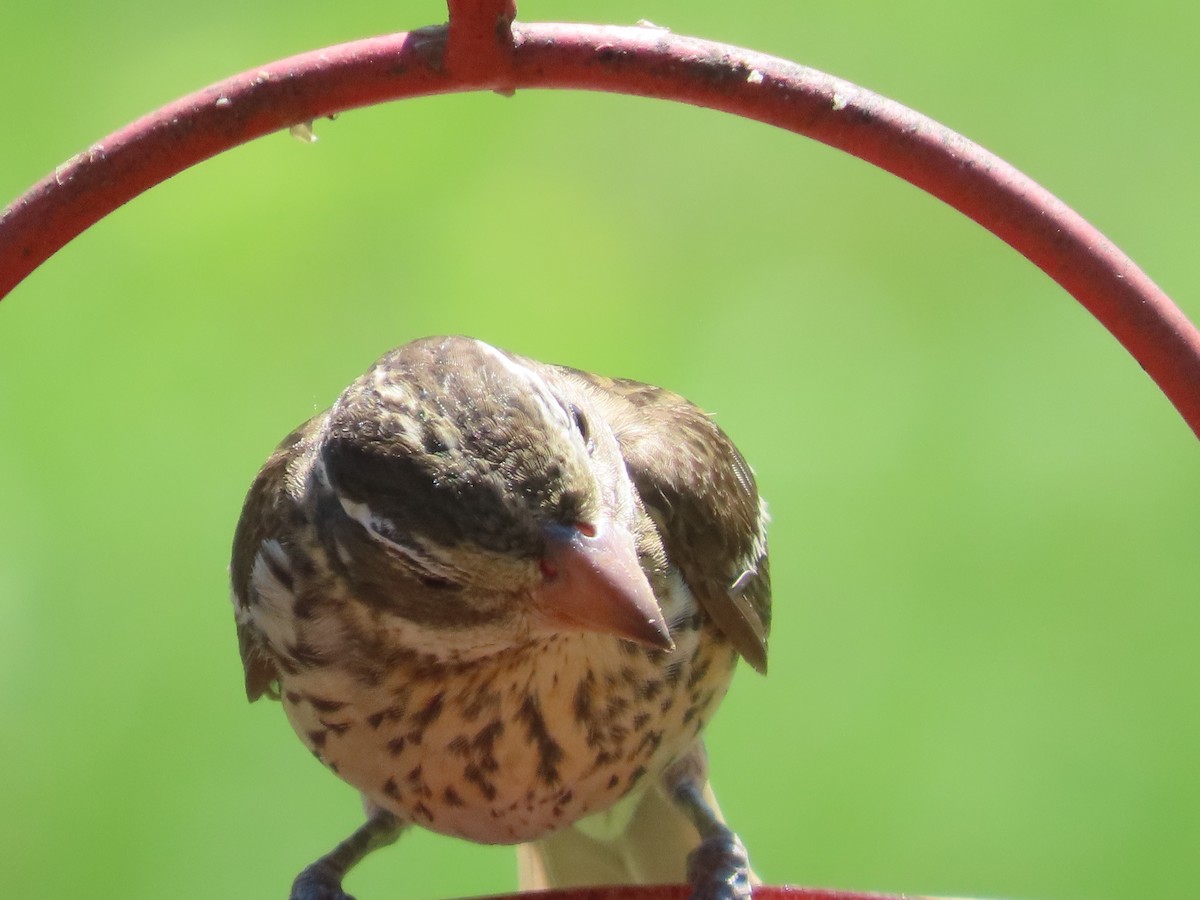 Rose-breasted Grosbeak - ML659724380