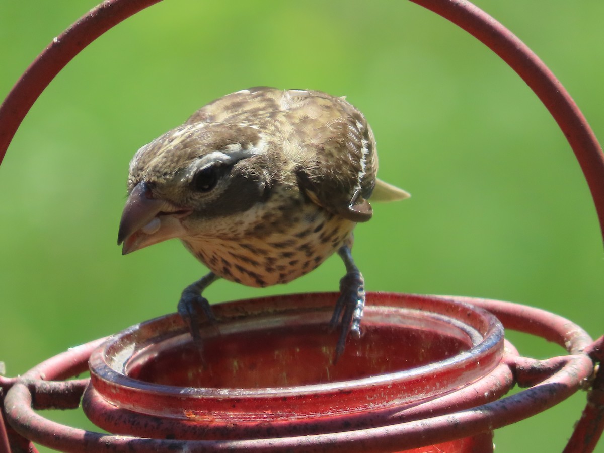 Rose-breasted Grosbeak - ML659724382