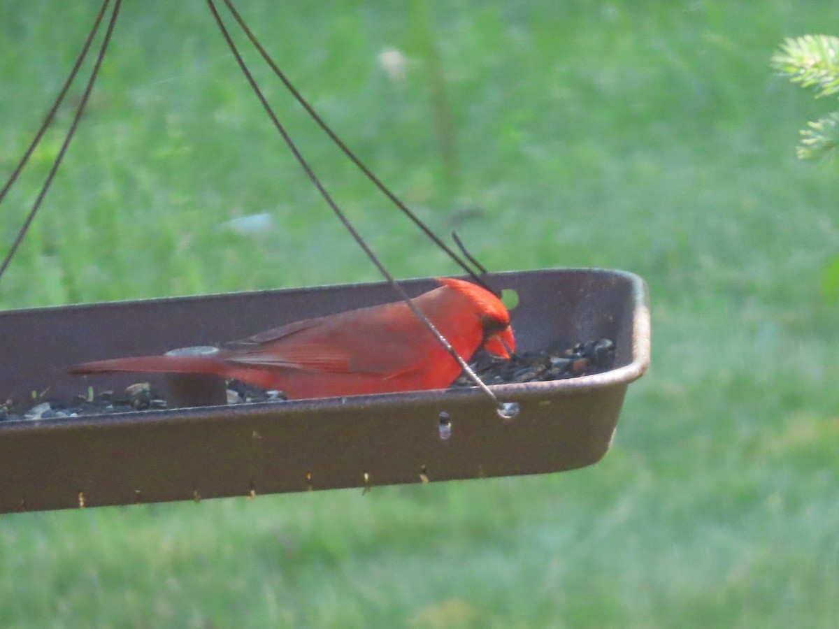 Northern Cardinal - ML659724402
